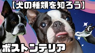 【犬の種類を知ろう】ボストンテリア