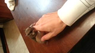 Tony Awesome Flying Squirrel