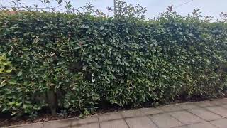 Recente Tre Locali Con Giardino E Box