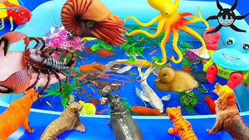 SINH VẬT BIỂN,CÁ MẬP,CÁ,CHIM CÁNH CỤT,ỐC MƯỢN HỒN,BẠCH TUỘC,BỌ NGỰA,SỨA