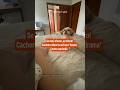 Se você chorar, eu choro! Cachorro diverte ao fazer ‘drama’ junto com bebê