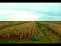 Cómo cultivar Caucho bajo sistema Agroforestal - TvAgro por Juan Gonzalo Angel