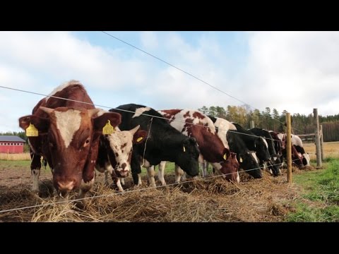 Video: Keitetty Liha Ja Omenapasteetti