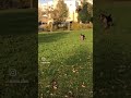 Bull terrier Terra run in slow motion