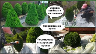 Обрезка хвойных и лиственных растений.Формировка и прореживание кроны.