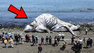 If You See This on the Beach, RUN IMMEDIATELY! 😨