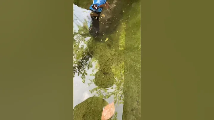 This Pond Was FULL Of Algae #satisfying #relaxing #ponds #nature #cleaning #fish #waterfeature #koi