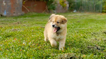 ¿Pueden los perros reconocer a sus madres más adelante en la vida?