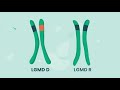 Limb Girdle Muscular Dystrophy Quiz