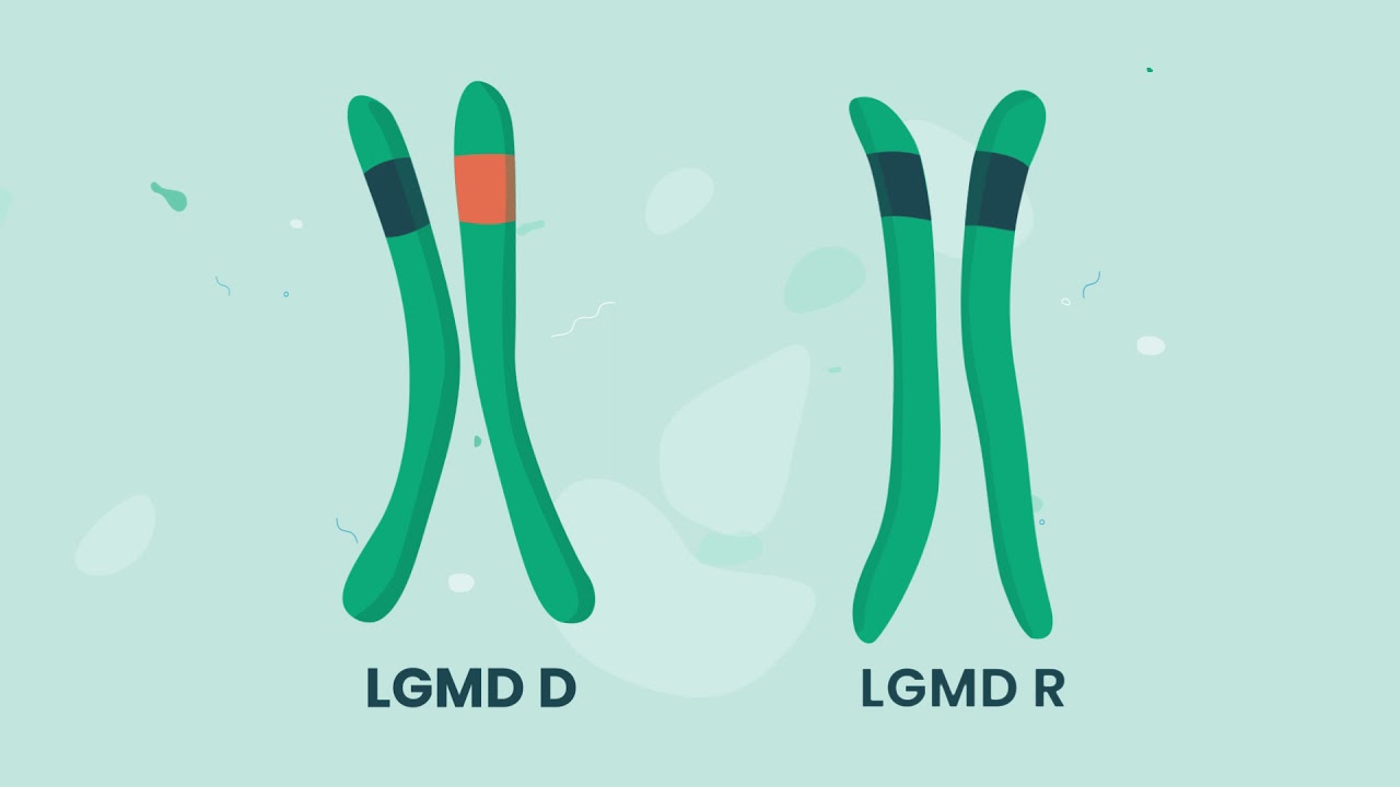 limb girdle muscular dystrophy 1F (LGMD1F) - News, Articles, Whitepapers -  Drug Target Review