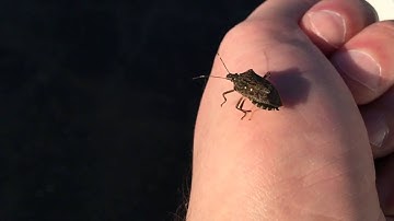 iPhone 6 Stink Bug Slow Motion Test - 240fps Stretched