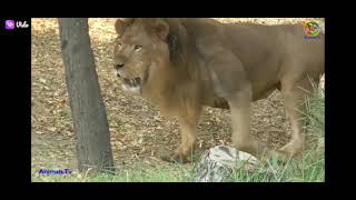 Large muscular subadult male lion. can you guess the weight of this lion 