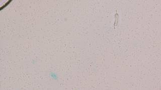 OSR 05 culture 130916 4