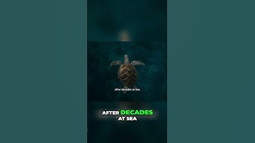 How Animals Navigate Without Maps or GPS