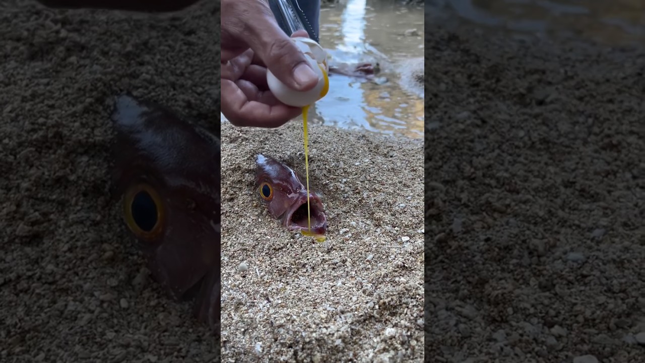 Who fish 🐠 #shorts #trending #new #viral #reels #newtrend #shortvideo #ytshorts #officalvide