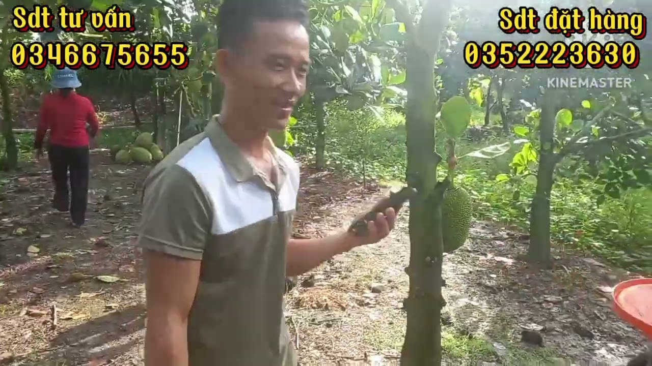 chia sẽ phân hữu cơ cho ông anh ở châu phú an giang xịt kích bông nuôi bông nuôi trái mít nha cả nhà