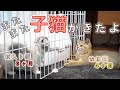２匹目の子猫をお迎えしました【ブリティッシュショートヘア】【スコティッシュフォールド】
