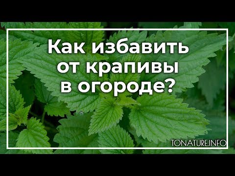 Вопрос: Какие есть способы избавления от крапивы на дачном участке?
