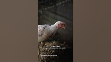 Bird Flu Is Spreading. Are Eggs Safe?