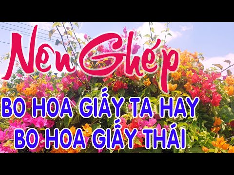 Video Nên Chọn Ghép Bo Hoa giấy Ta Hay Hoa giấy Thái - youtube