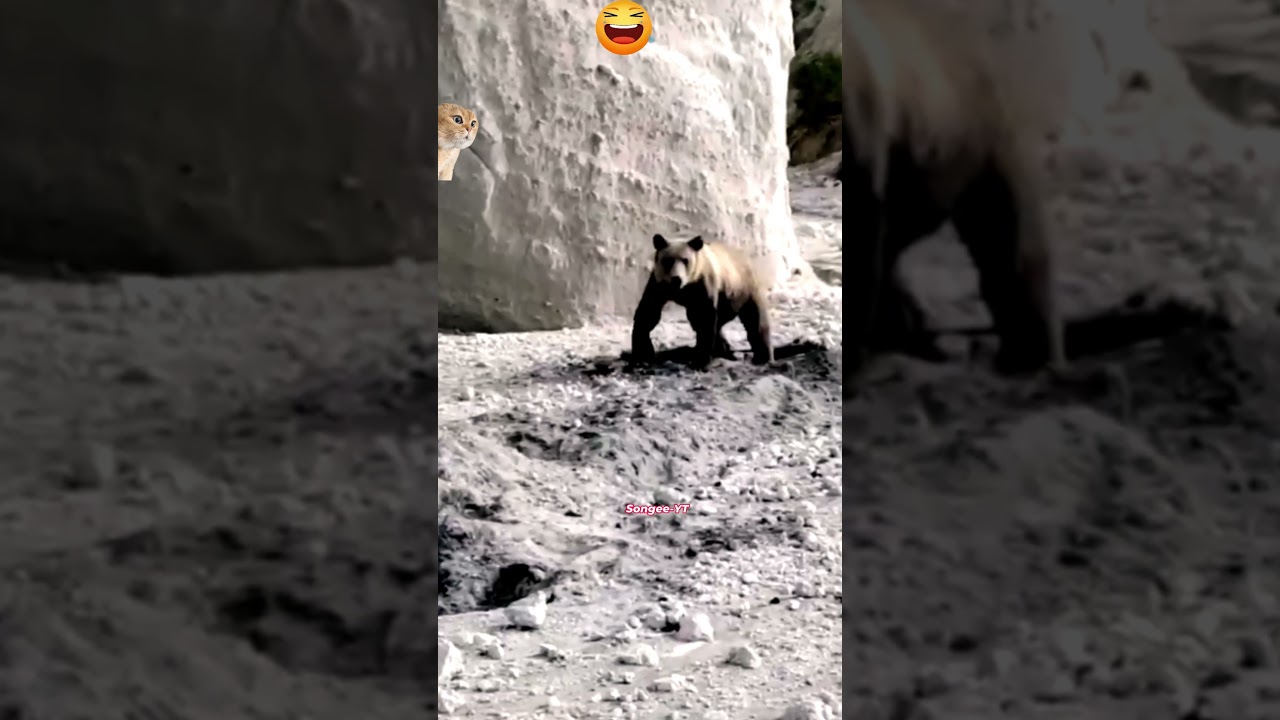 Fox Flirts with Bear on Kuril Island – Unexpected Wild Encounter! 🦊🐻