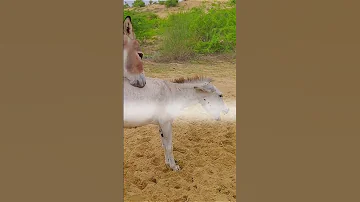 Donkey And Horse Mating Farm Animal Courtship 