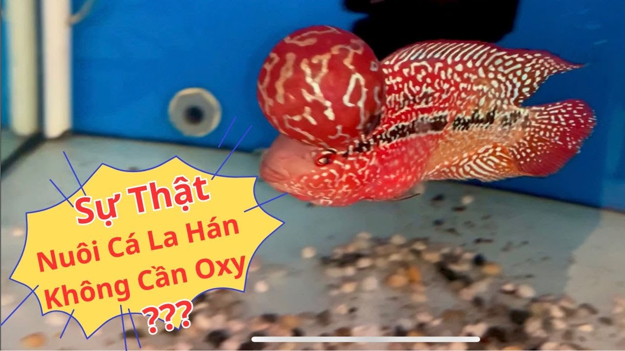 Sự Thật Nuôi Cá La Hán Có Cần Oxy ??? | Cá La Hán Đẹp