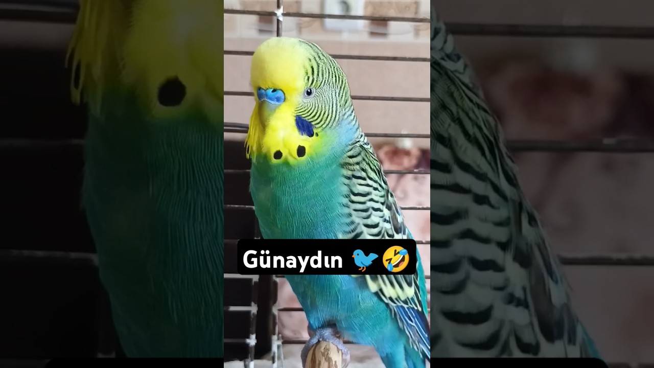#muhabbetkuşu #birds #budgey #parakeet #muhabbetkuşufıstık #muhabbetkuş #budgies #muhabbetkuşufıstık