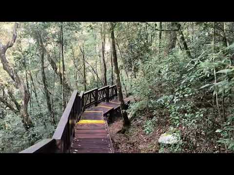 大雪山森林遊樂區(Dasyueshan National Forest Recreation Area)小神木與雪山神木(Syueshan Giant Tree & Sacred Tree)遊記