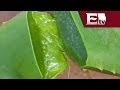 El aloe vera sirve para mejorar tu salud gstrica salud