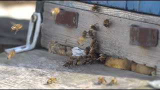 Flying Bees Carying Bee Pollen in The Spring - 120 FPS Slow Motion