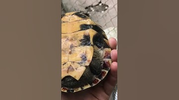 Rùa nước mai cứng như đá #shorts #taivlog