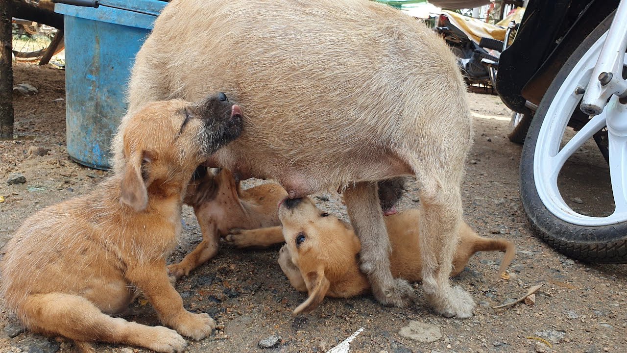 Rescue pity Puppy , Cute puppies get nursing YouTube