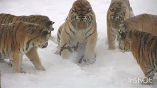 Siberian tiger Robust : see at speed 0.25x