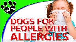 TopTenz: Dogs That Don't Shed Too Much for People with Allergies (Hypoallergenic)  Animal Facts