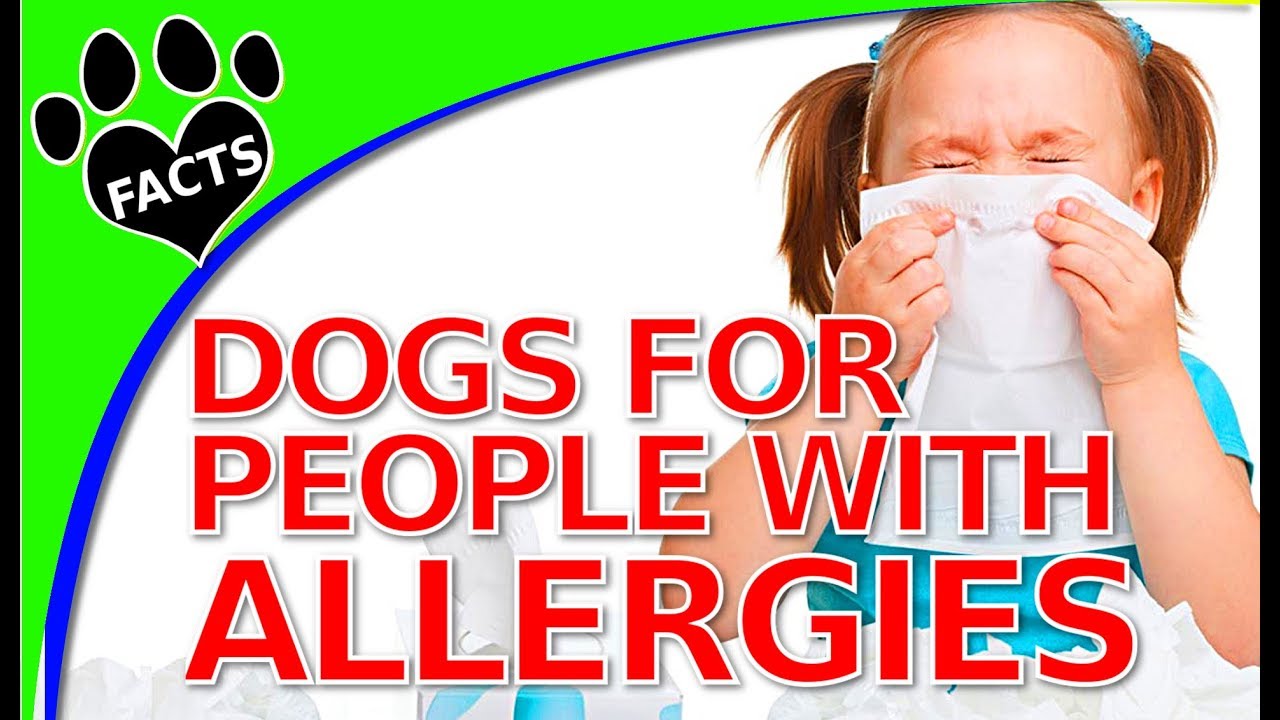 TopTenz: Dogs That Don't Shed Too Much for People with Allergies (Hypoallergenic) Animal Facts