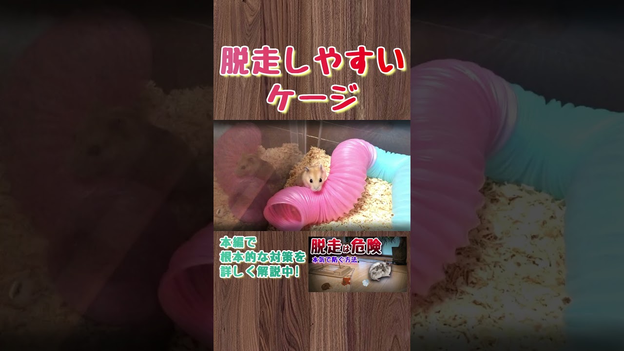 出不精になるぐらいの豪邸に住みたい🐹#ハムスター#脱走#飼い方#捕まえ方#捕獲#小動物#hamster #かわいい
