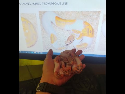 Ball Python Hatchlling (Caramel Albino Pied)