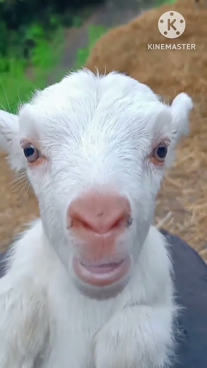 mai mai main #youtuber #funny #trending #viralvideo #emosonal