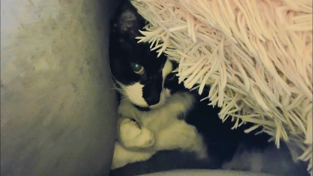 Cat Sleeps Tucked under Pillow