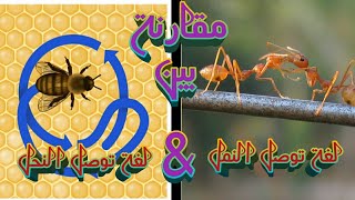 مقارنة بين لغة التواصل بين النمل ولغة التواصل بين النحل