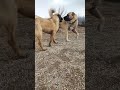 #kangalkeşfet #kangal #kesfet #köpek #abonne #ytdayibenionecikarnolur #kesf #sorts #boran