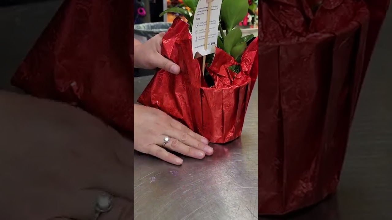 Wrapping A Plant With Foil YouTube Wrapping A Plant With Foil YouTube