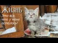 💔Слепой котёнок зимой выживал один в заброшке на даче/ его мама кошка погибла 😭/Help save the kitten