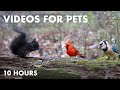 Black squirrels chipmunks and friends in a canadian forest  10 hour for pets  nov 22 2023