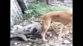 DOGS MATING WITH OTHER ANIMALS - CAT, PIG, DUCK, MONKEY & GOAT