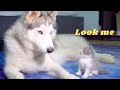 ハスキー犬に構ってほしくてずっと話をかける赤ちゃん猫が可愛すぎた！