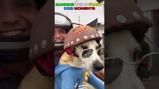 RANKING TOP 5 FUNNY DOG MOMENTS part 17