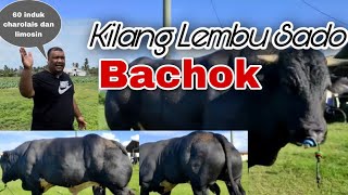 Raih RM120,000 setahun jualan lembu sado pelbagai baka