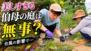 【今しかない時間】台風明けの伯母の庭が心配で見にきました